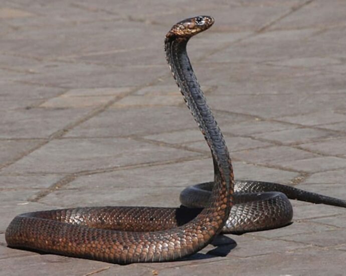 Snake Causes Power Outage For 10,000 Homes In Japan, Residents Shocked