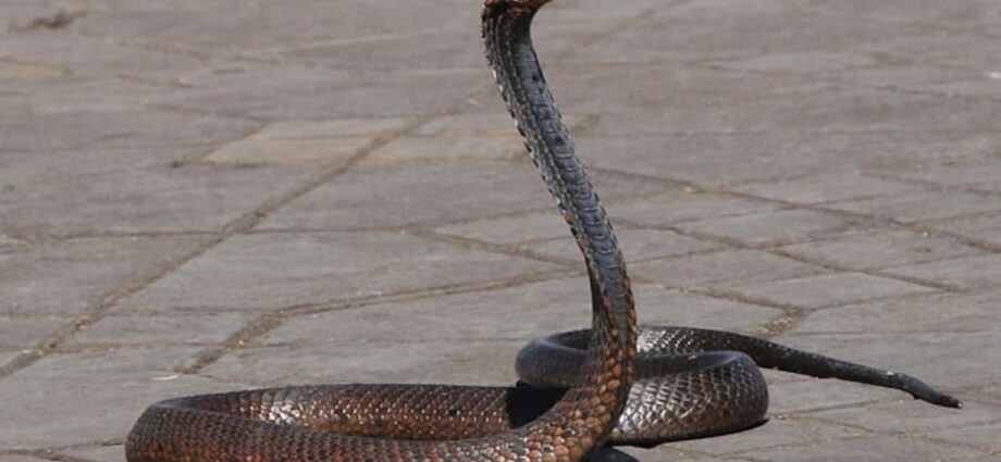 Snake Causes Power Outage For 10,000 Homes In Japan, Residents Shocked