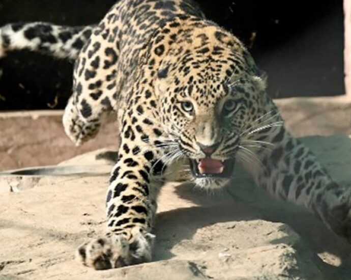 Pet Leopard On The Loose On Streets Of Pakistan