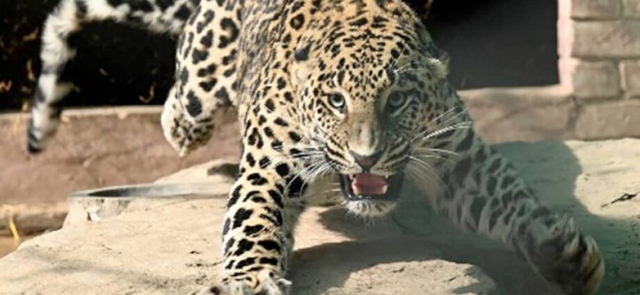 Pet Leopard On The Loose On Streets Of Pakistan